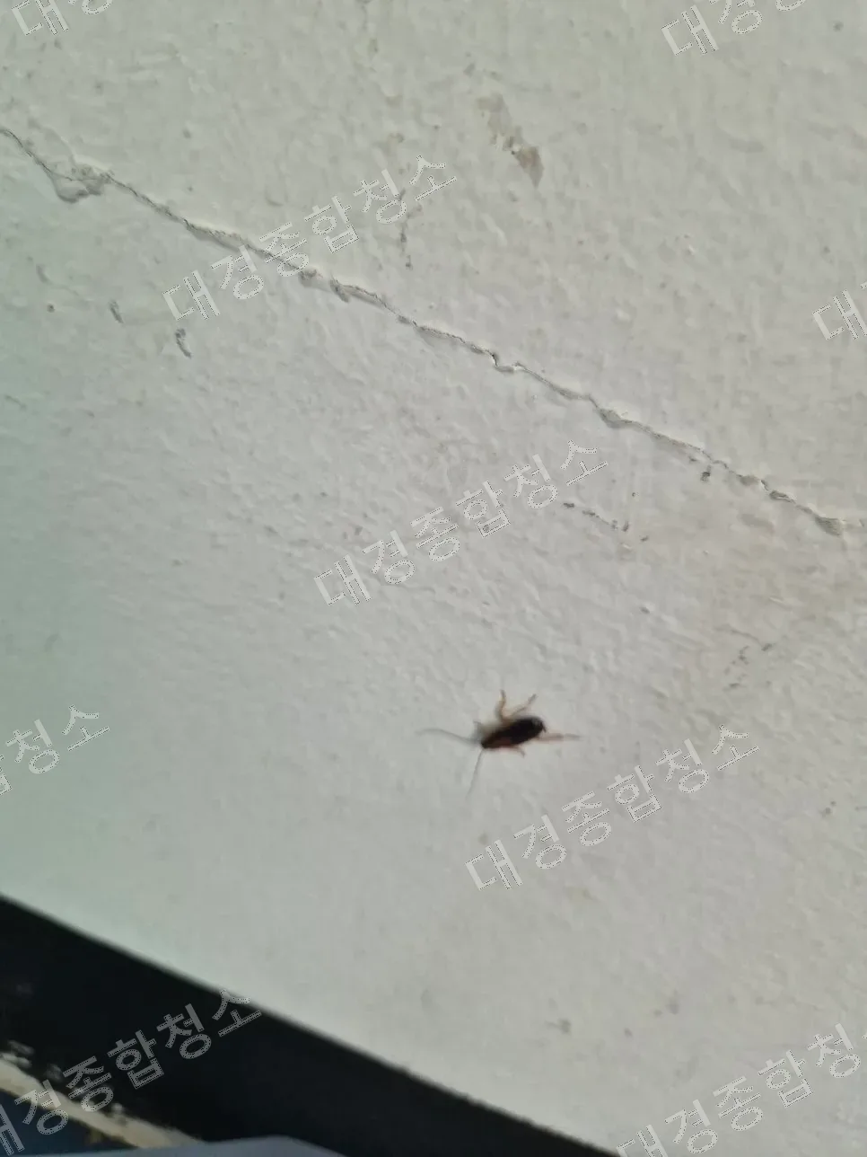 부평 반려동물 냄새제거 비용 바퀴벌레 제거까지 진행한 특수청소 방법