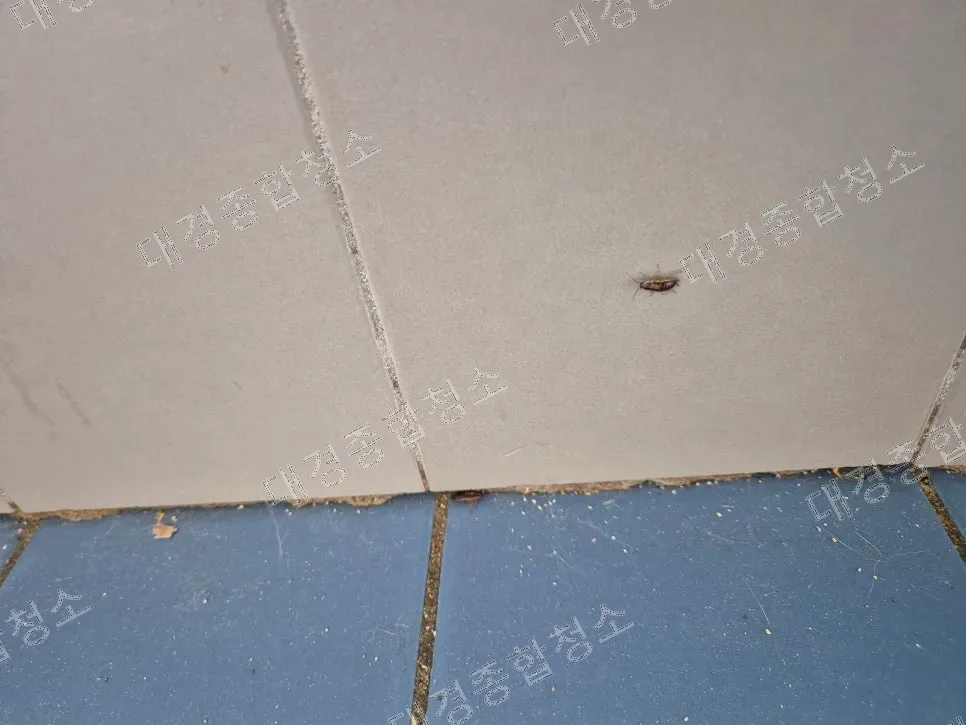 부평 반려동물 냄새제거 비용 바퀴벌레 제거까지 진행한 특수청소 방법